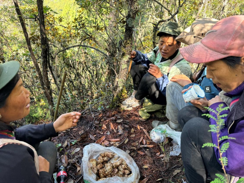 ▲中午，翁水村人采摘松茸间隙，在山上聚在一起吃饭歇息。刘浩 | 摄