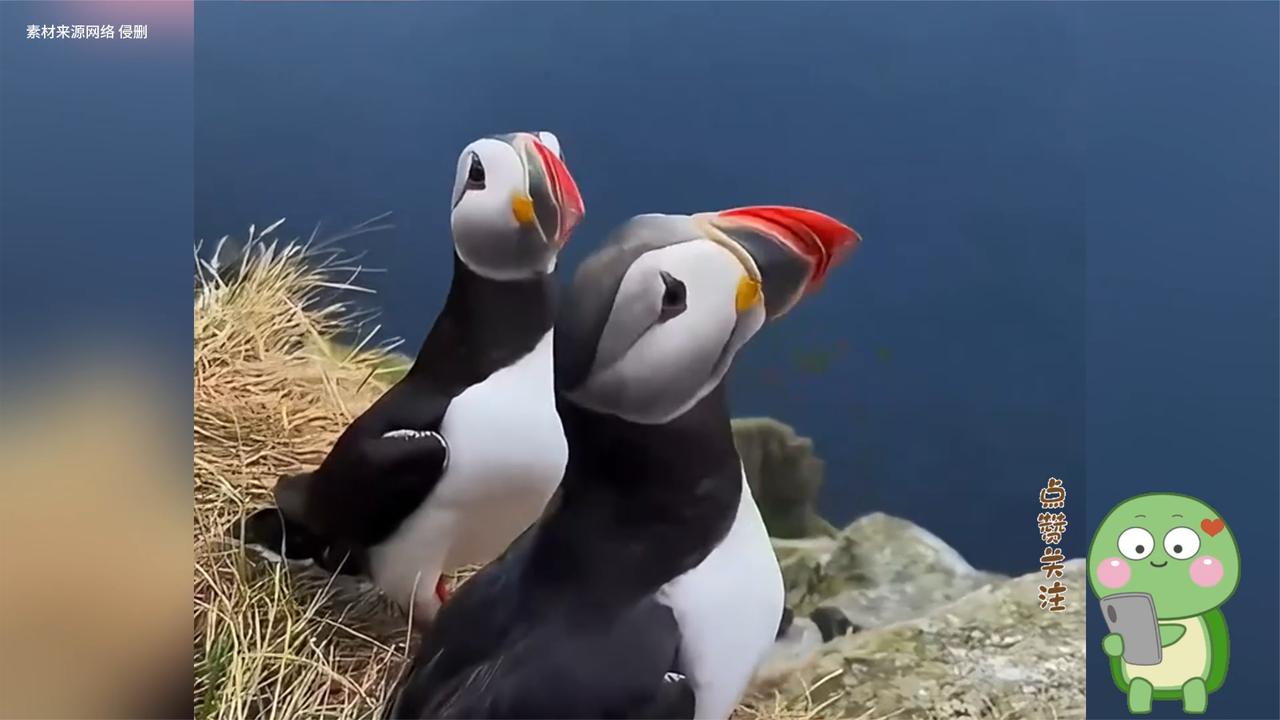 仿佛总是在皱眉的海鹦鹉 又丑又可爱