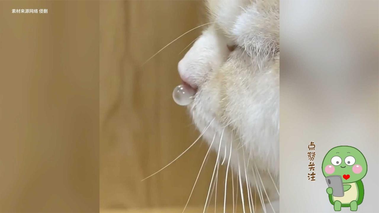 原来猫猫感冒了也有鼻涕,还能吹"泡泡"