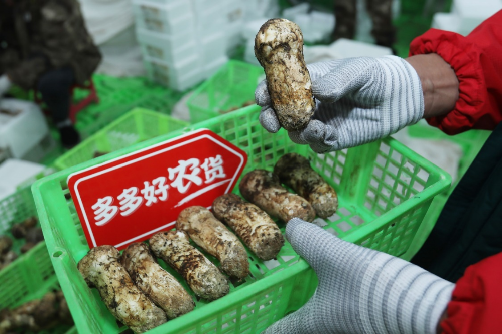 ▲拼多多商家正在冷库打包松茸。杨宛 | 摄