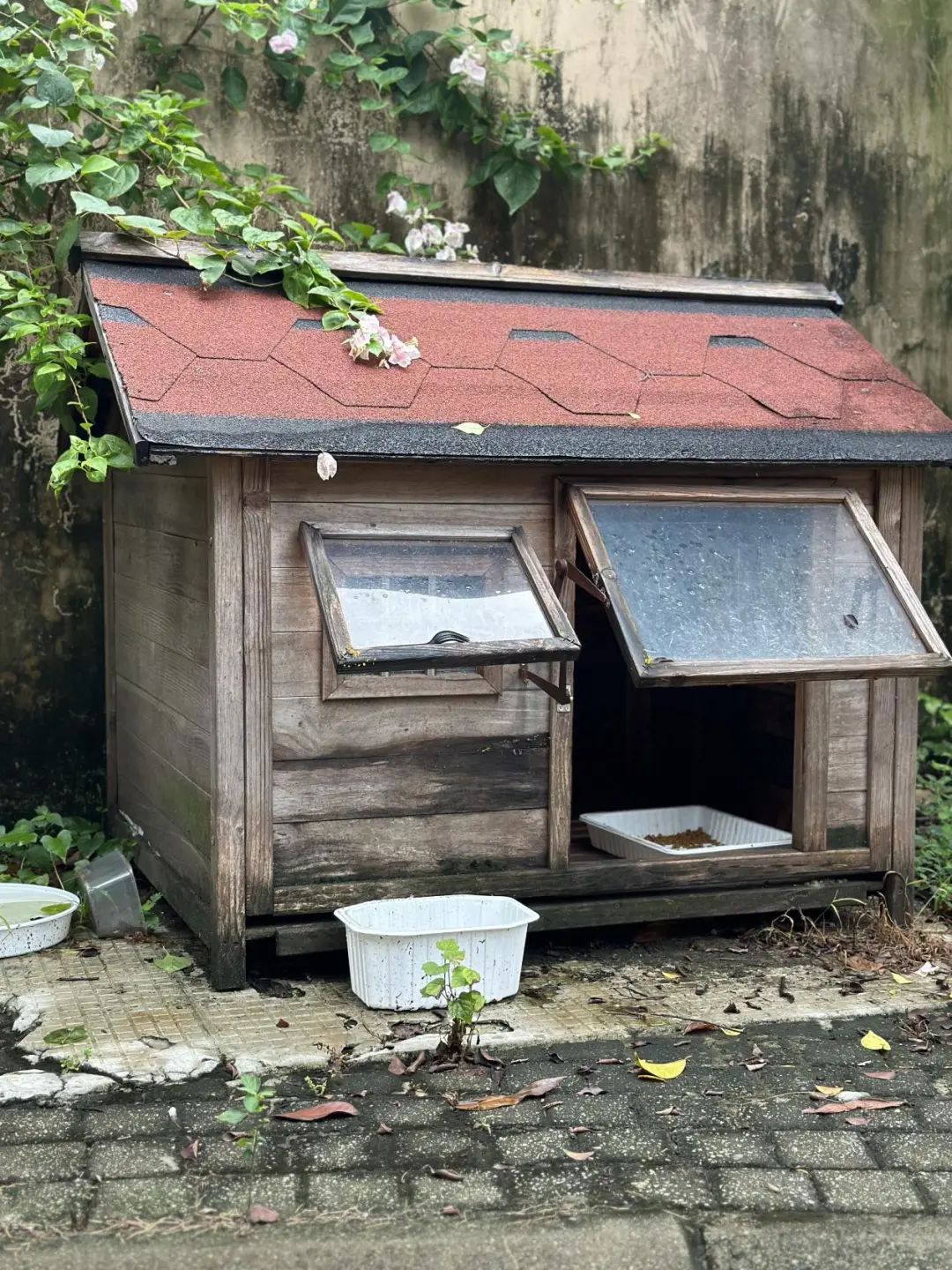 好有爱番禺一小区业主为流浪猫建木屋还提供
