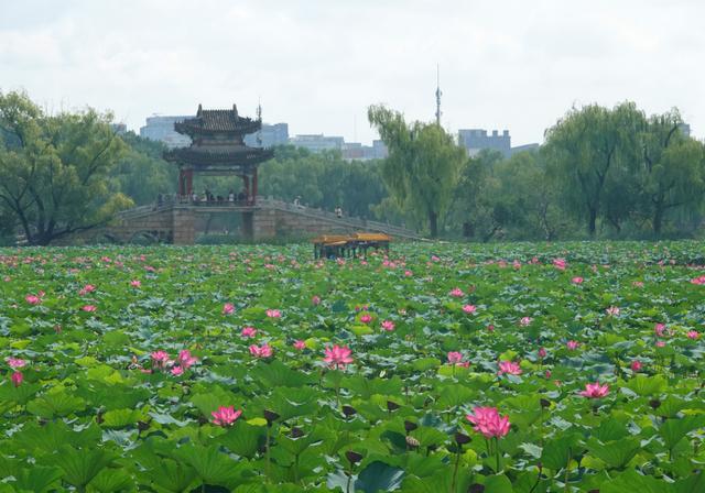 处暑时节 颐和园西堤荷花娇艳绽放
