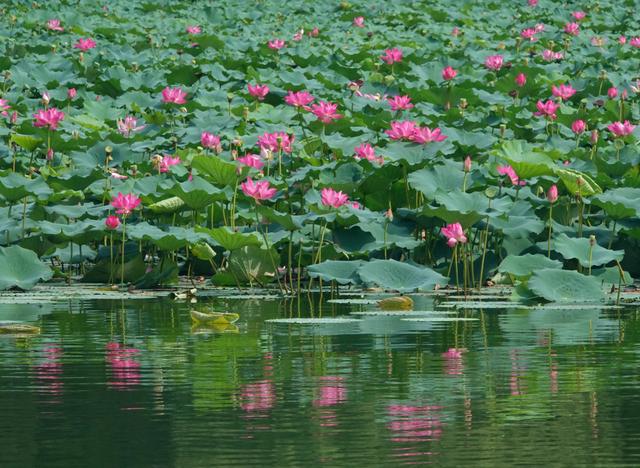 处暑时节 颐和园西堤荷花娇艳绽放
