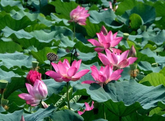 处暑时节 颐和园西堤荷花娇艳绽放