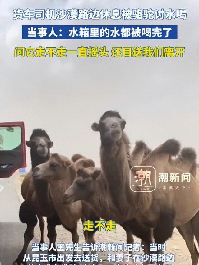 货车司机沙漠路边休息被骆驼讨水喝