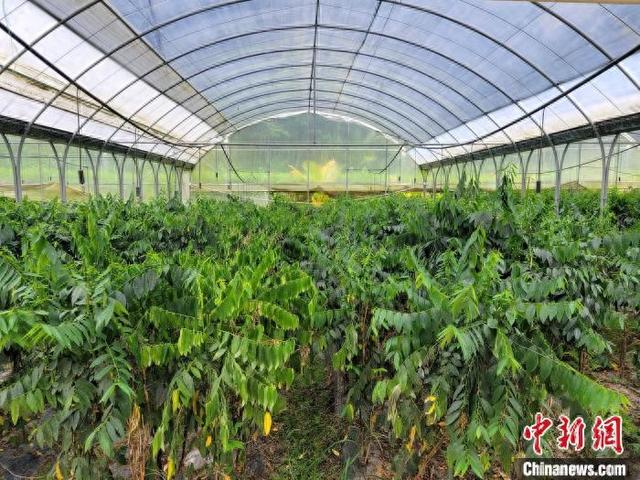 中新网记者 王晓斌 摄因优越的光温条件,海南是全国冬季瓜果蔬菜主要