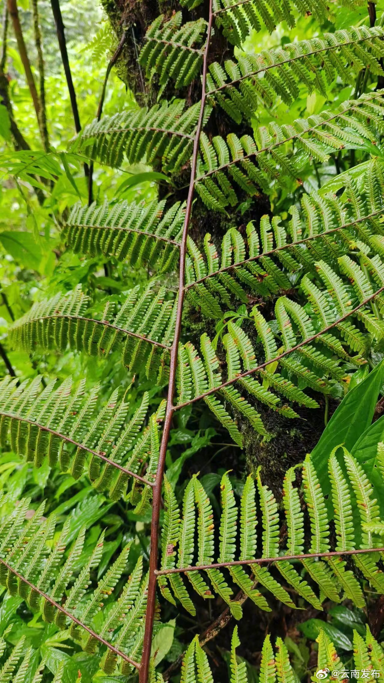 临沧澜沧江省级自然保护区首次发现喀西黑桫椤
