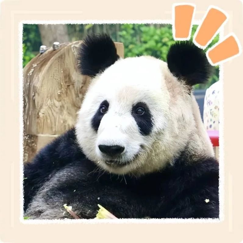 大熊猫丫丫近照曝光!和以前比大变样,毛发茂盛且胖敷敷的~|北京市|佟丽娅|安顺|状态|生活_新浪新闻