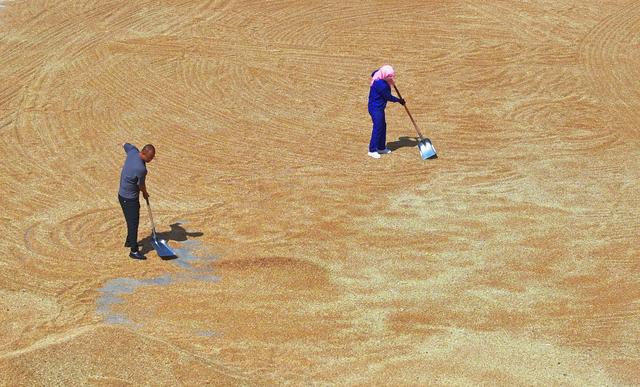 甘肃民乐:小麦丰收晒粮忙