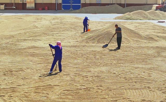 甘肃民乐:小麦丰收晒粮忙