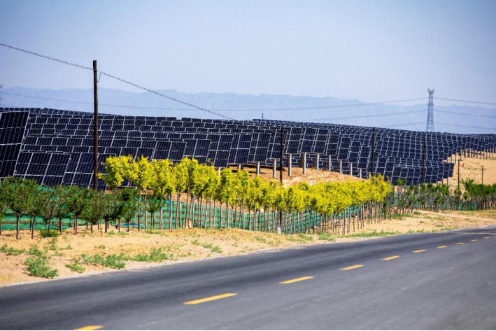 场区道路两边防护林 摄影:张博文
