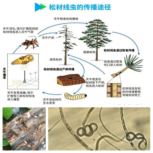 松材线虫的传播途径,传播宿主,显微镜图片