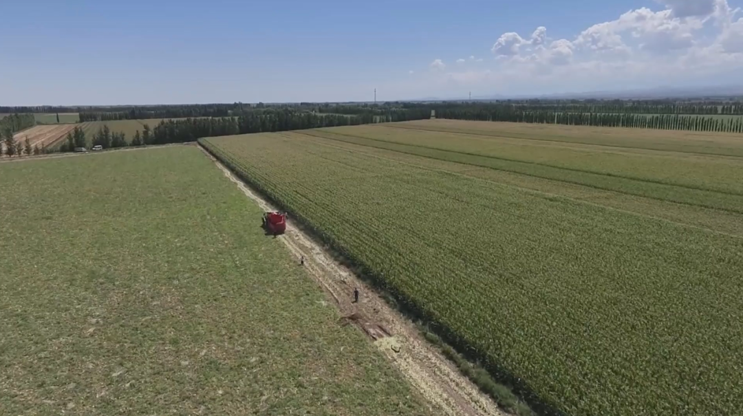 新疆人的"开心农场"迎来大丰收!