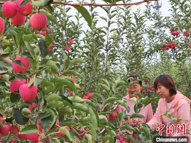 9月3日,新疆生产建设兵团第十二师农业科学研究所工作人员向媒体记者介绍海棠果种植情况。中新社记者 王小军 摄