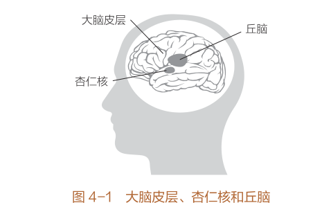 图片来源《重塑杏仁核：情绪修复脑科学》