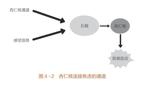 图片来源《重塑杏仁核：情绪修复脑科学》