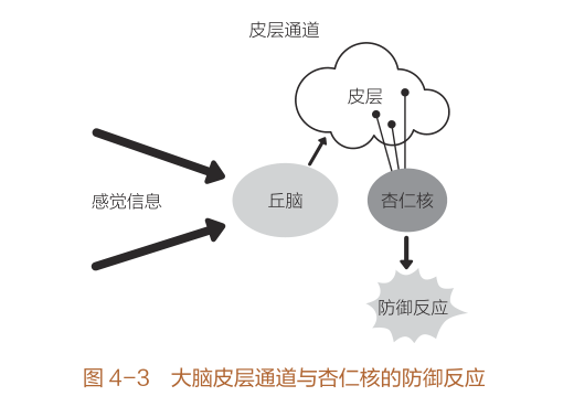 图片来源《重塑杏仁核：情绪修复脑科学》