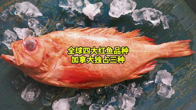 在红鱼家族中，有四种具备商业捕捞价值的红鱼（红石斑）…|加拿大|北美旅行|阿卡迪亚|海桥|海产_新浪新闻