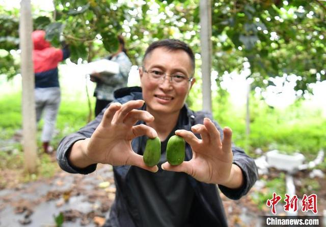 9月10日，河北省秦皇岛市山海关区石河镇五里台村软枣猕猴桃种植基地内，当地果农展示采摘好的软枣猕猴桃。韩冰 摄