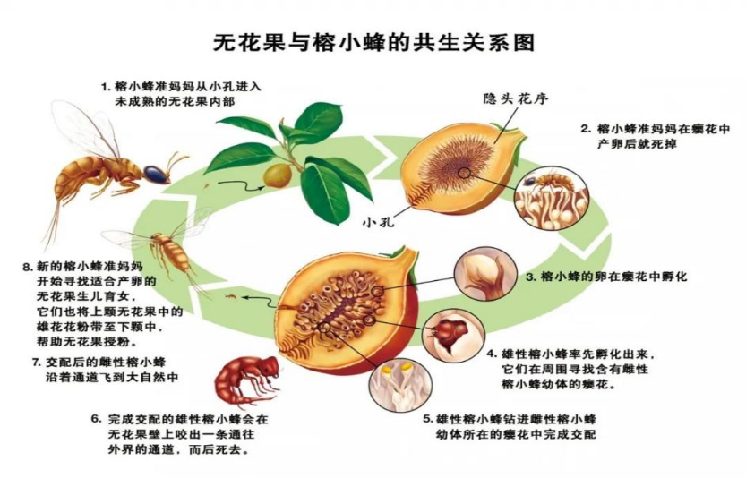 无花果与榕小蜂共生关系图.图片来源:世界知识画报