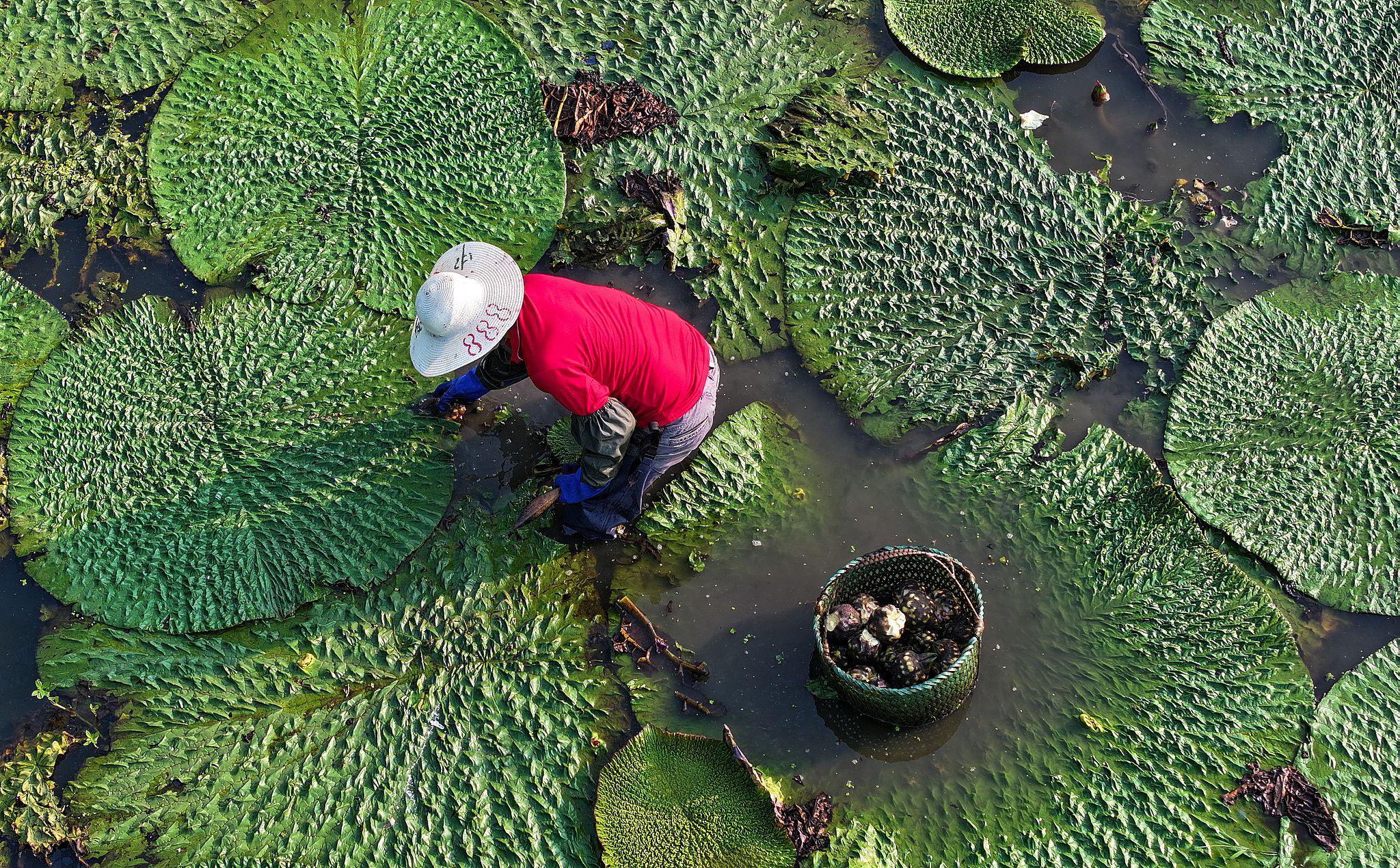 秋食韵味|糯不过鸡头米,酥不过一口焖肉