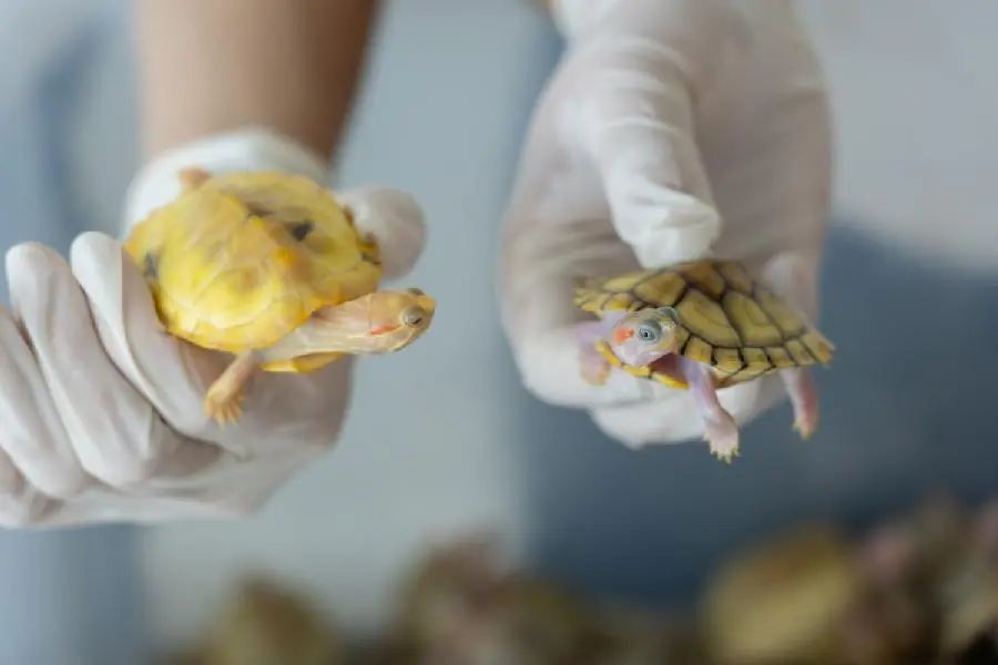 全国首例，易某某非法引进巴西龟获刑九个月（巴西龟入侵防治措施）