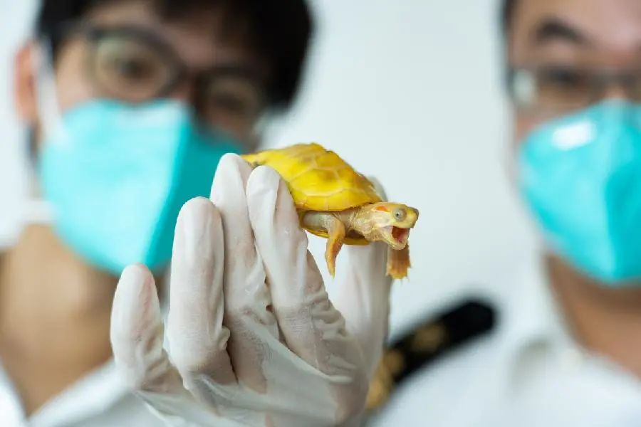 全国首例，易某某非法引进巴西龟获刑九个月（巴西龟入侵防治措施）