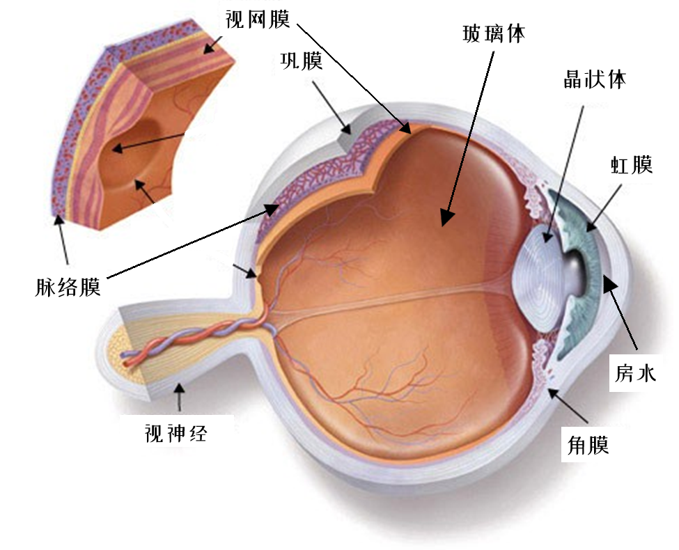 眼球解剖结构,角膜,房水,晶状体及玻璃体都是几乎透明的 | aapos