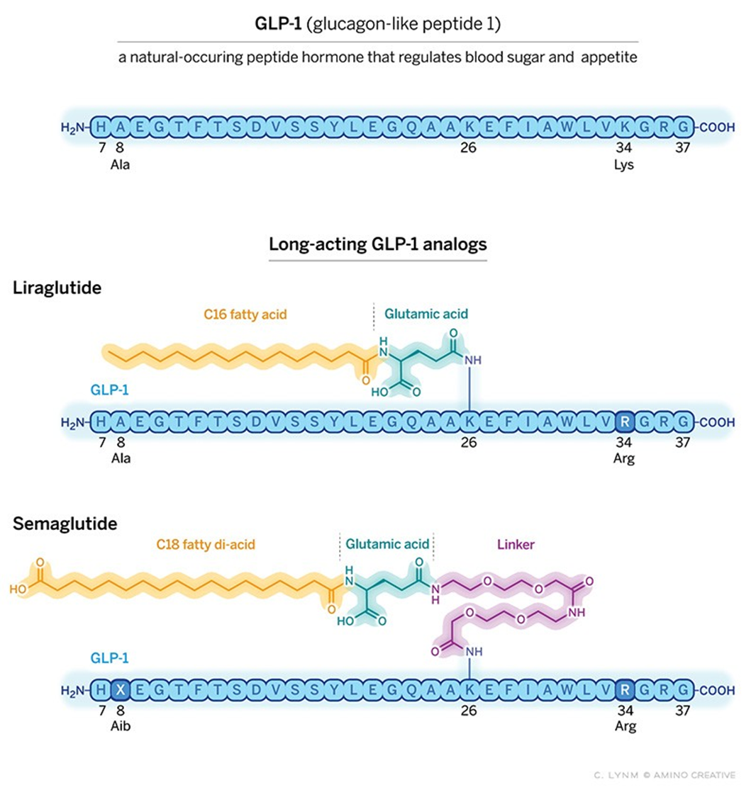 glp-1,利拉鲁肽与司美格鲁肽分子结构比较(图片来源:参考资料[5])