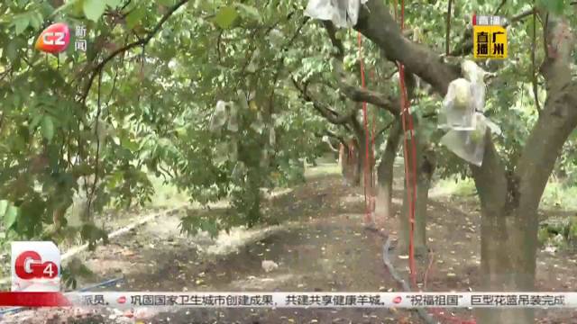 杨桃挂满枝 秋收农忙时_新浪新闻