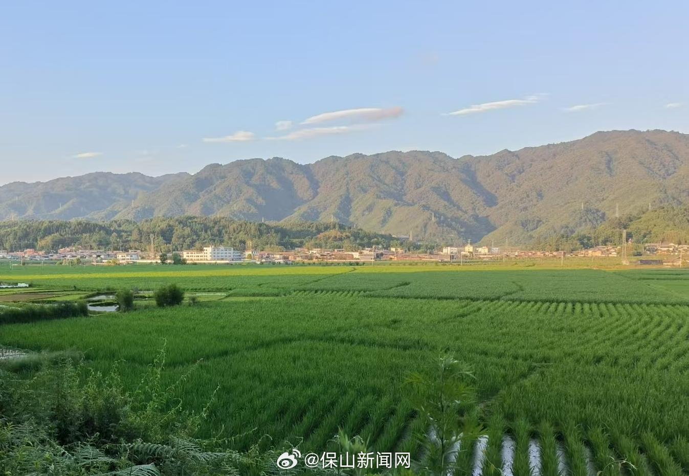 云南腾冲猴桥镇:茭白种出增收致富好"钱"景