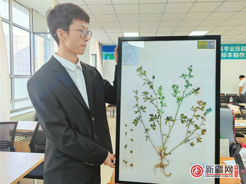 新疆农业大学草业学院草坪科学与工程2201班马初阳参赛作品紫花苜蓿