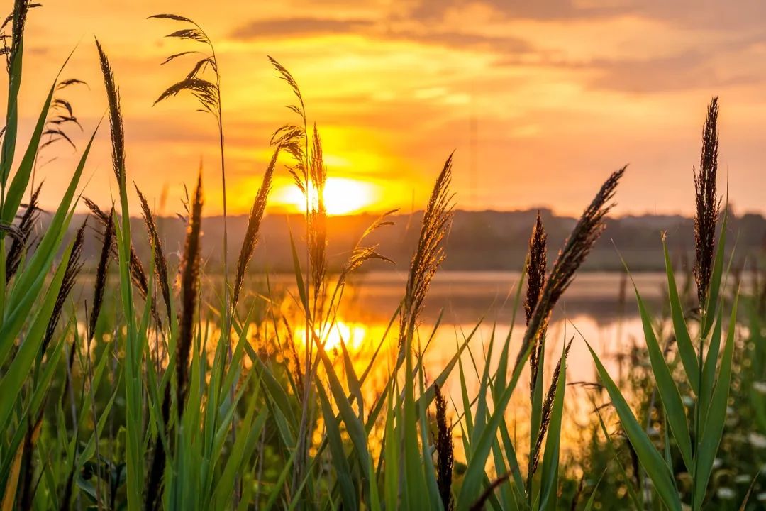 （图源：pixabay）