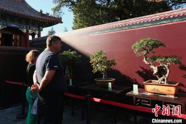 10月2日，国庆黄金周第二天，北京中轴线吸引游客。图为游客在景山公园寿皇殿欣赏盆栽展览。中新社记者 张祥毅 摄
