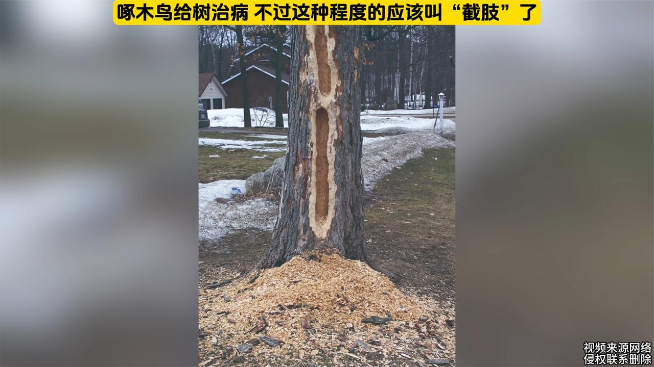 啄木鸟给树治病,不过这种程度的应该叫"截肢"了