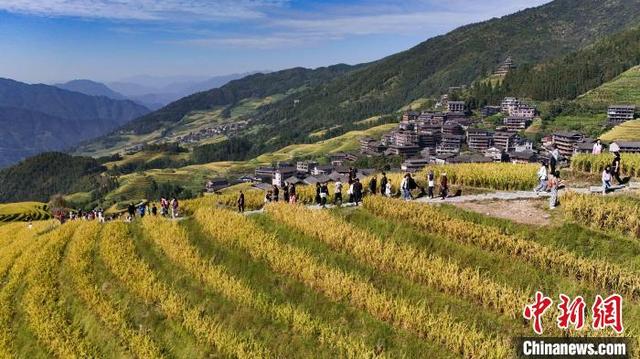 10月3日，游客在广西桂林市龙胜各族自治县龙脊梯田景区观光游览。(无人机照片)潘志祥 摄