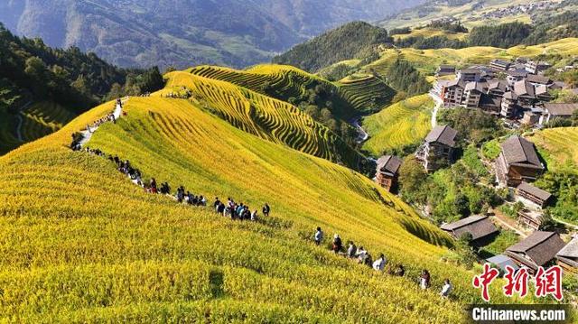 10月3日，游客在广西桂林市龙胜各族自治县龙脊梯田景区观光游览。(无人机照片)潘志祥 摄