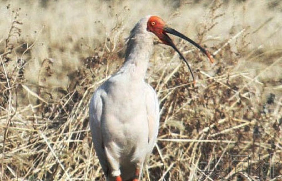  佐渡岛放飞后出现在新潟县秋叶区的朱鹮。共同社