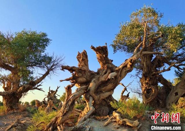 新疆伊吾胡杨林千姿百态|新疆_新浪财经_新浪网