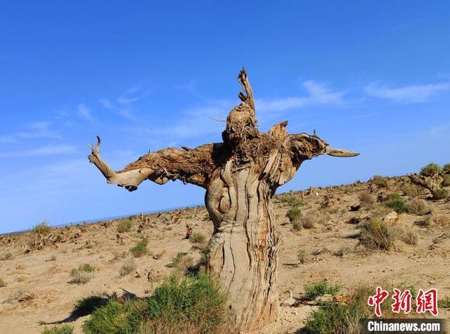 新疆伊吾胡杨林千姿百态