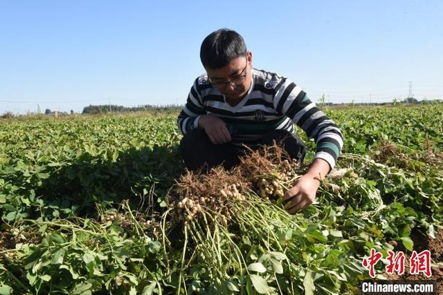 图为种植户查看花生情况。 袁佳凯 摄