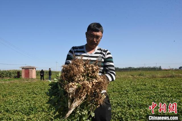 图为种植户搬运收获的花生。 袁佳凯 摄