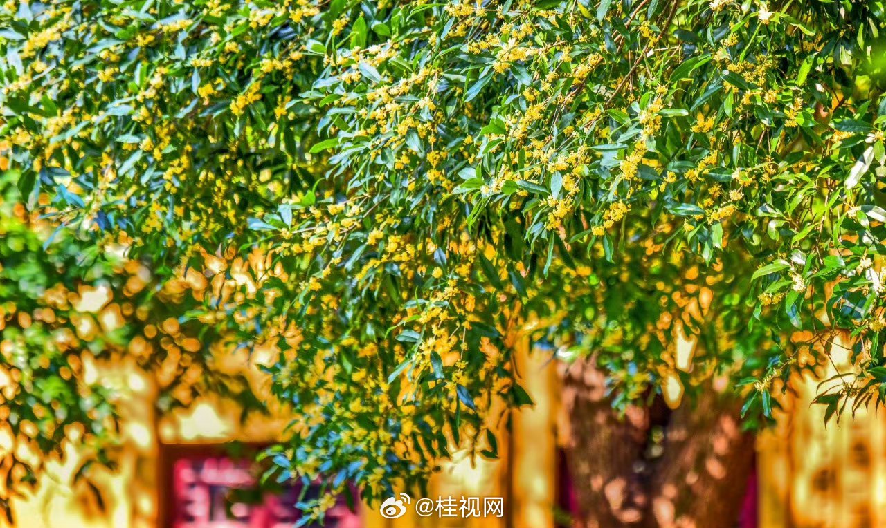 一年秋意浓，十里桂花香|秋意浓|桂花|桂林_新浪新闻