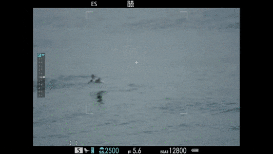 拍摄无规律快速飞行的鸟类，也能快速合焦