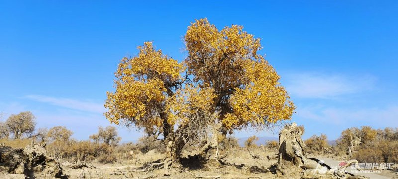 文化中国行丨胡杨“进度条”加载成功,新疆各地打开方式是这样的……|新疆|胡杨林_新浪新闻