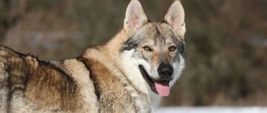 狼犬是狼还是狗?它是最狼的狗,还是最狗的狼...|捷克狼犬|灰狼|捷克|亚种|杂交_新浪新闻