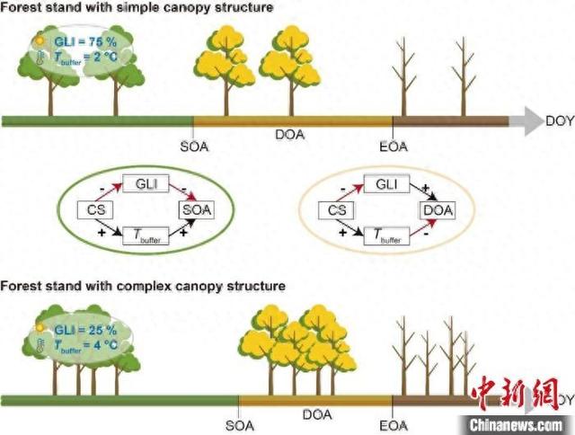 冠层结构通过调控微气候影响温带森林秋季物候示意图。中国科学院植物研究所/供图
