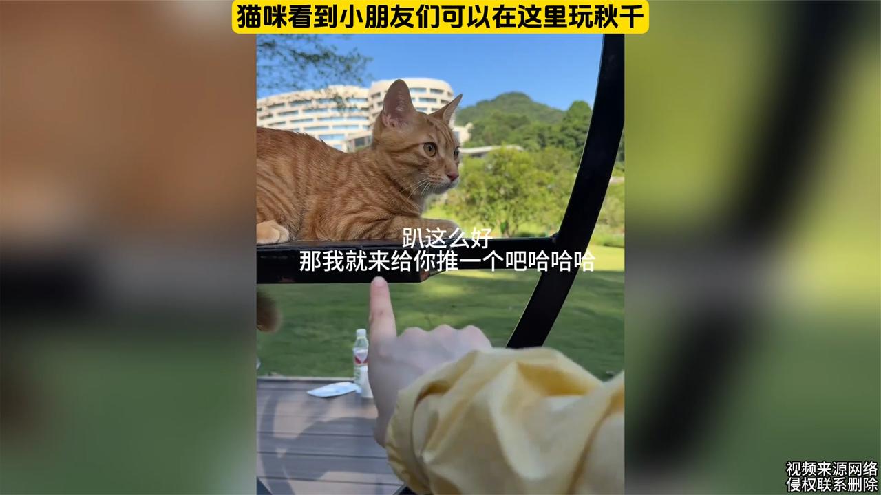 小猫也有一颗童心,像小朋友一样荡秋千
