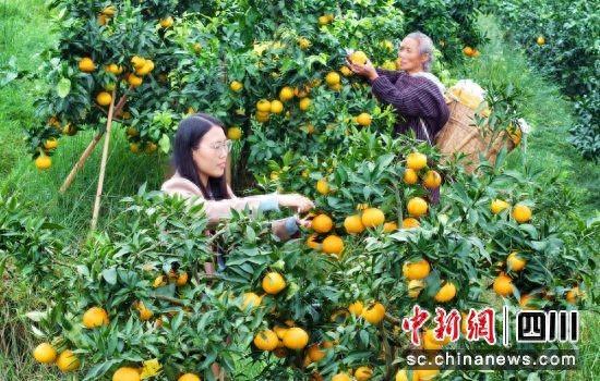 仁寿县板桥镇团圆社区果园里果农们正在采摘晚熟柑橘。潘建勇 摄