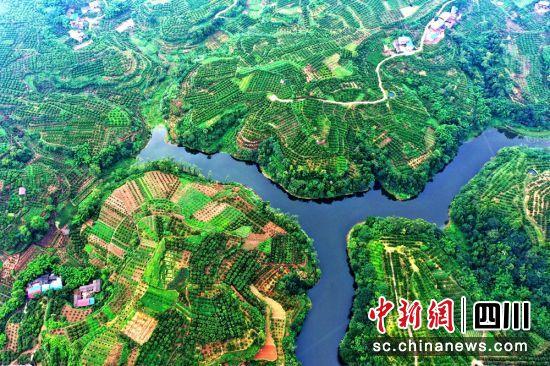 昔日荒山变成增收的柑橘产业。潘建勇 摄